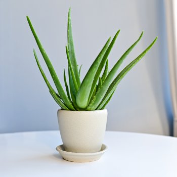 Aloe vera (Aloe vera) - kont. C1L, výška 15-25 cm
